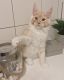 Maine Coon Cats for sale in Carolina Beach, NC 28428, USA. price: $950