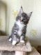 Maine Coon Cats for sale in Davie, FL, USA. price: $2,500
