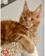 Maine Coon Cats for sale in Virginia Beach, VA, USA. price: $650