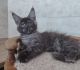 Maine Coon Cats for sale in Miami, FL, USA. price: $2,600