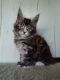 Maine Coon Cats for sale in Miami, FL, USA. price: $2,800