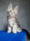 Maine Coon Cats for sale in Miami, FL, USA. price: $2,450