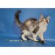 Maine Coon Cats for sale in Manorville, NY 11949, USA. price: $2,300