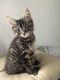 Maine Coon Cats for sale in Kettering, OH, USA. price: $700