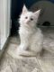 Maine Coon Cats for sale in Phillips Ranch, CA 91766, USA. price: $2,500