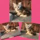 Maine Coon Cats for sale in Iron Station, NC 28080, USA. price: $1,200