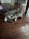 Maine Coon Cats for sale in Orlando, FL, USA. price: $1,900
