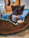 Maine Coon Cats for sale in Gaylord, MI 49735, USA. price: $2,000