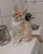 Maine Coon Cats for sale in San Jose, CA, USA. price: $900