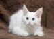 Maine Coon Cats for sale in Los Angeles, CA, USA. price: $3,200