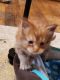 Maine Coon Cats for sale in Gaylord, MI 49735, USA. price: $2,000