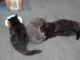 Maine Coon Cats for sale in 85 N Rd, Kingston, NH 03848, USA. price: NA