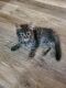 Maine Coon Cats for sale in Yonkers, NY, USA. price: $400