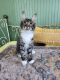 Maine Coon Cats for sale in Reno, NV, USA. price: $1,000