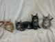 Maine Coon Cats for sale in Roseville, CA, USA. price: $2,500