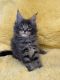 Maine Coon Cats for sale in Roseville, CA, USA. price: $2,700