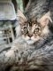 Maine Coon Cats for sale in Roseville, CA, USA. price: $2,500