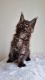 Maine Coon Cats for sale in Newport, ME, USA. price: $2,200