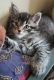 Maine Coon Cats for sale in Reading, PA 19606, USA. price: $900