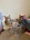 Maine Coon Cats for sale in Davie, FL, USA. price: $150
