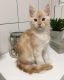 Maine Coon Cats for sale in San Jose, CA, USA. price: $850