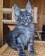 Maine Coon Cats for sale in 909 Copes Ln, West Chester, PA 19380, USA. price: $600