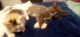 Maine Coon Cats for sale in Gresham, OR 97030, USA. price: $650
