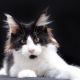 Maine Coon Cats for sale in Norfolk, VA, USA. price: $700
