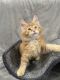 Maine Coon Cats for sale in Huntingdon Valley, Bryn Athyn, PA, USA. price: $1,800