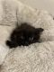 Maine Coon Cats for sale in Denver, CO, USA. price: $500
