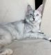 Maine Coon Cats for sale in Spanish Fort, AL 36527, USA. price: $3,000