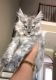 Maine Coon Cats for sale in Spanish Fort, AL 36527, USA. price: $4,000