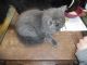 Maine Coon Cats for sale in Kingston, NH, USA. price: NA