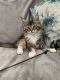 Maine Coon Cats for sale in Huntingdon Valley, Bryn Athyn, PA, USA. price: $1,600