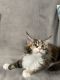 Maine Coon Cats for sale in Huntingdon Valley, Bryn Athyn, PA, USA. price: $1,600