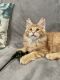 Maine Coon Cats for sale in Huntingdon Valley, Bryn Athyn, PA, USA. price: $1,800