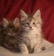 Maine Coon Cats for sale in Denver, CO, USA. price: $3,000