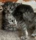 Maine Coon Cats for sale in Charlotte, NC, USA. price: NA