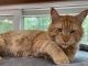 Maine Coon Cats for sale in Milford, PA 18337, USA. price: $1,500