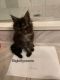 Maine Coon Cats for sale in Pittsburgh, PA, USA. price: $3,000