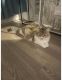 Maine Coon Cats for sale in Portland, OR 97209, USA. price: $250