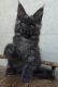 Maine Coon Cats for sale in Miami, FL, USA. price: $2,900