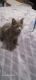 Maine Coon Cats for sale in 2785 Riverview St, Eugene, OR 97403, USA. price: NA