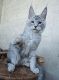 Maine Coon Cats for sale in Miami, FL, USA. price: $3,000