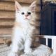 Maine Coon Cats for sale in Civic Center, Los Angeles, CA 90012, USA. price: NA