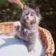 Maine Coon Cats for sale in Civic Center, Los Angeles, CA 90012, USA. price: NA