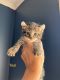 Maine Coon Cats for sale in Binghamton, NY, USA. price: $600