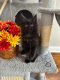 Maine Coon Cats for sale in Cincinnati, OH, USA. price: $3,000