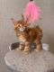 Maine Coon Cats for sale in Miami Beach, FL 33109, USA. price: $400