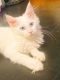Maine Coon Cats for sale in Tampa, FL, USA. price: $1,600